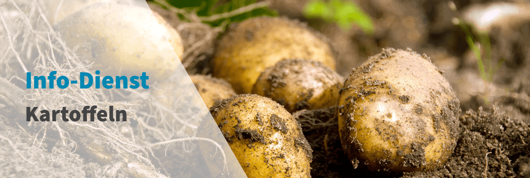 Kaack Terminhandel – Der führende Anbieter für Terminkontrakte im Agrarbereich Kaack info dienst kartoffeln