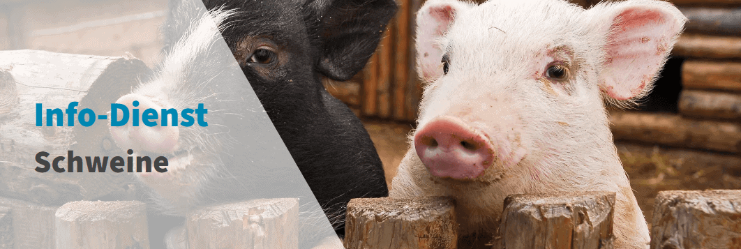 Kaack Terminhandel – Der führende Anbieter für Terminkontrakte im Agrarbereich info dienst schweine 1